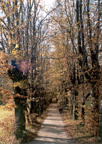 Aleja grabowa w parku w Osuchowie